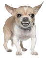 Click on picture for full size mad Chihuahua transparent background png clip art